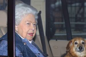 Tras la muerte de la reina Isabel II, el precio de los perros corgis bate récords