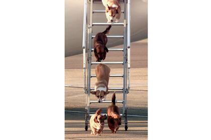 La reina Isabel adoptó dos nuevos corgis, Fergus y Muick