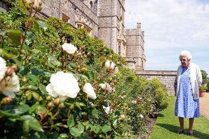 La reina Isabel II de Gran Bretaña inspecciona un rosal después de recibir una Rosa Duque de Edimburgo en el Castillo de Windsor en Inglaterra, el miércoles 9 de junio de 2021. La nueva variedad de rosa fue nombrada en honor al fallecido príncipe Felipe, duque de Edimburgo. Las ganancias de la venta de la rosa se destinaron al Fondo Award Living Legacy del duque de Edimburgo para apoyar a jóvenes que participan en el programa Premio Duque de Edimburgo