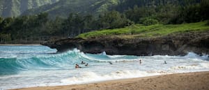 Los raros caracoles hawaianos que volvieron al bosque tras ser declarados extintos