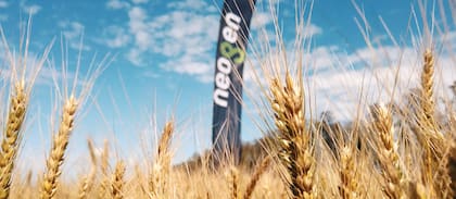 La relación entre el costo de los insumos y el precio del trigo genera márgenes ajustados, lo que obliga a los productores a tomar decisiones más precisas y eficientes