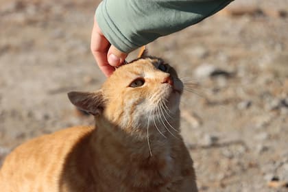 La relación entre los gatos y los humanos comenzó hace más de 12.000 años