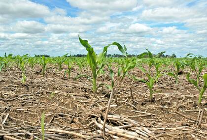 La relación insumo/producto para el cultivo es muy favorable