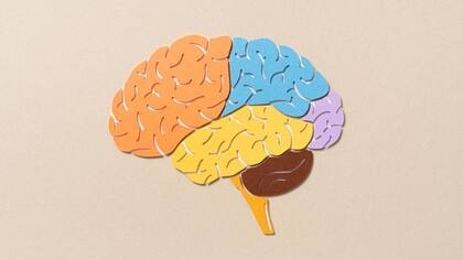 La remolacha ayuda a mantener nuestro cerebro sano a medida que envejecemos.