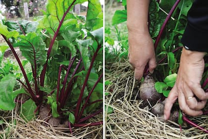 La remolacha también se puede sembrar en almácigos. Cuando las plantitas tienen de dos a cuatro hojas verdaderas, se las trasplanta a su lugar definitivo a 15 cm de distancia entre una y otra.