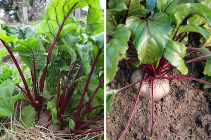 La remolacha tolera la sombra y las zonas húmedas. Sus hojas son muy decorativas y se consumen de la misma forma que las de acelga, en rellenos para tartas o tortillas.
