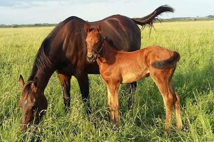 La Argentina es el cuarto productor mundial de caballos purasangre y gran parte del trabajo se desarrolla en los campos 