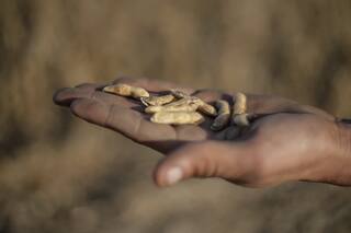 Fertilización. En el fósforo, un escalón abajo