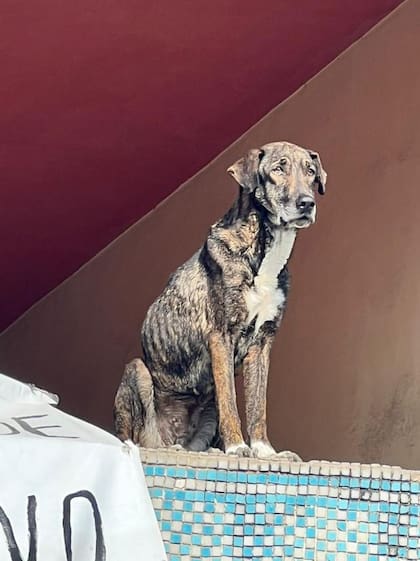 La rescatista de Laika, que prefiere mantenerse en el anonimato para esta nota, denuncia que, desde el 2017, el inmueble de la calle Etén alberga animales en estado de abandono