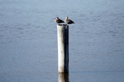 La reserva alberga más de ciento veinte especies de aves como macaes, gallaretas, garzas, cuervillos de cañada, cisnes de cuello negro, patos, gaviotas, siete colores de laguna, entre otros