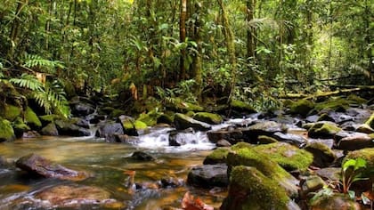 La reserva biológica Maicuru se encuentra parcialmente dentro de la Reserva Nacional de Cobre y Asociados