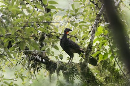 La reserva Margay, a los pies de la biosfera Yabotí, es uno de los tesoros más salvajes y naturales de la provincia mesopotámica