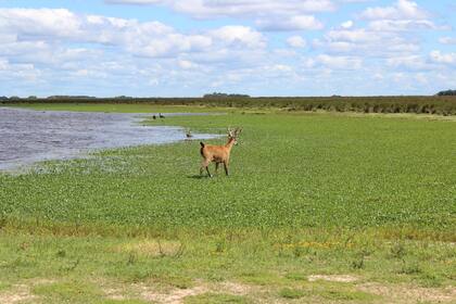 La Reserva Natural Otamendi está localizada en el límite de la llanura pampeana y el bajo delta del Río Paraná y puede ser considerada como un humedal fluvial que forma parte de una extensa planicie aluvial de relieve plano convexo con humedales de agua dulce y otros salinos.