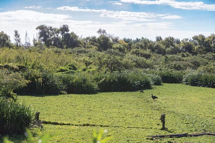 La Reserva Natural Ribera Norte es un paseo en sí mismo, con el plus de que contiene un vivero de especies del nordeste bonaerense.