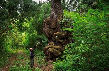 La Reserva Portal de Piedra linda con Las Lancitas y juntas protegen las yungas y el chaco serrano.