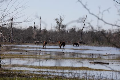 La reserva también está ocupada por actividades agropecuarias; en la foto, caballos pastando en un pastizal en el que se acumuló agua por la lluvia de la noche anterior