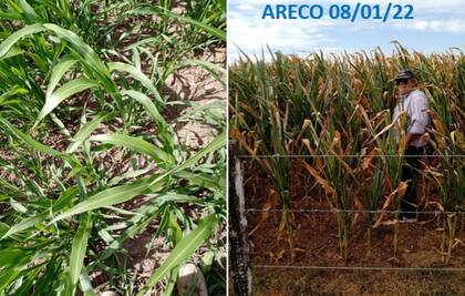 La resistencia del sorgo a la sequía fue evidente este verano en la zona de Areco