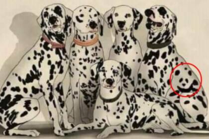 La respuesta al complicado desafío. El oso panda se esconde en el pelo de uno de los perros