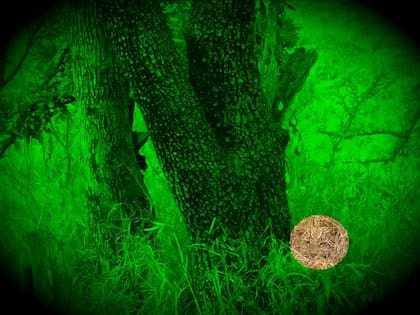 La respuesta correcta al acertijo viral