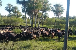 Crisis alimentaria global: por qué la Argentina es parte del problema y no de la solución