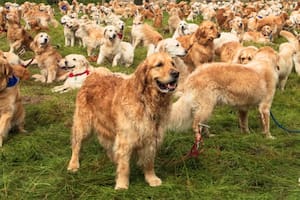 Se está organizando la juntada de perros Golden Retriever más grande del mundo en la Argentina