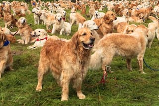 Se está organizando la juntada de perros Golden Retriever más grande del mundo en la Argentina