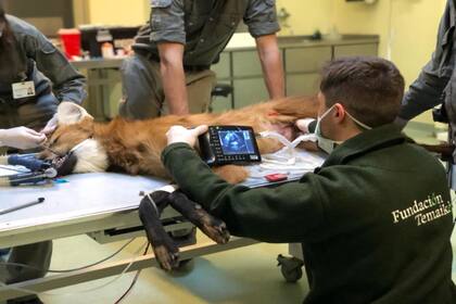 “La revisión clínica nos sirve para saber si tiene enfermedades y para determinar si tiene alguna patología que pueda llevar a su medio natural”, explicó Martín Falzone, jefe del hospital veterinario del Centro de Rescate de Fundación Temaikén