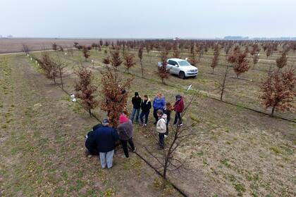 La revolución de la trufa que conquistó un pueblo bonaerense