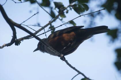 La Ribera es un paraíso para los avistadores de pájaros