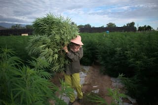 Nueva ruta del cannabis medicinal en La Rioja