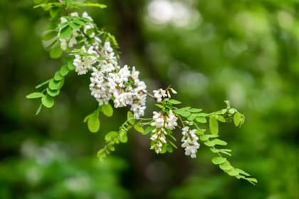 La Robinia Pseudacacia es recomendada para uso medicinal (Foto Pexels)