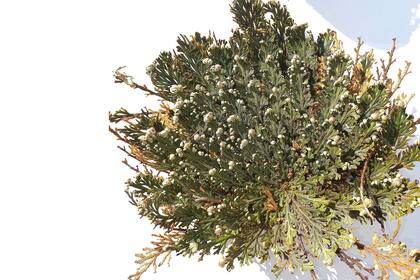 La rosa de la resurrección es en realidad un tipo de helecho muy resistente a la sequía