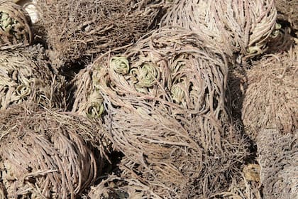 La rosa de resurrección inspiró investigaciones en el campo de la biotecnología y la ingeniería de materiales, donde se estudian sus mecanismos de preservación y reactivación de las especies