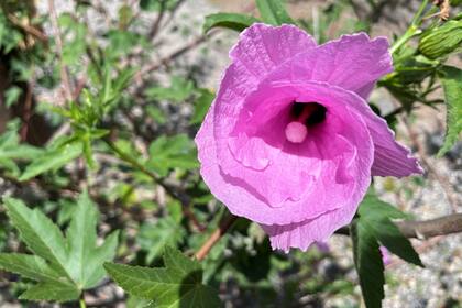 La rosa del río es conocida también como rosa del estero y umbarú.