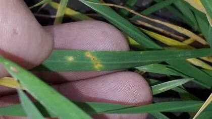 La roya amarilla se ha ido adaptando a las temperaturas y ahora aparece en el norte del país
