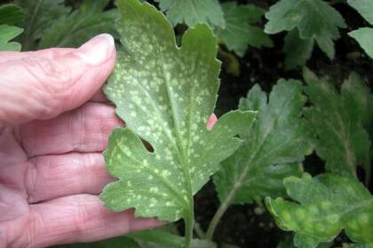 La roya blanca es una enfermedad muy difícil de controlar que puede ser letal para los crisantemos