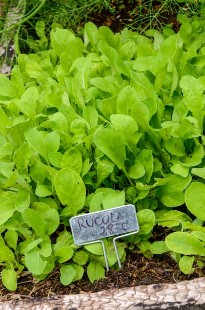 La rúcula, si se cosecha antes que llegue el frío, es una garantía de sabor