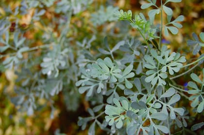 La ruda contiene unas glándulas aromáticas con un sabor ligeramente picante, que queda oculto por el intenso aroma de la planta.