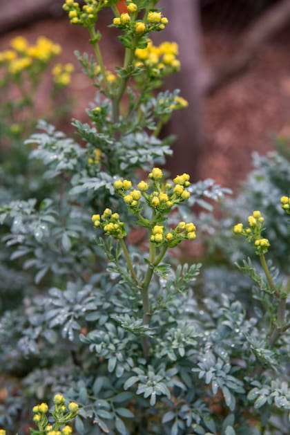 La ruda es una planta tradicionalmente usada para mantener alejados insectos y pequeños mamíferos