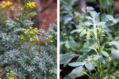 La ruda ocupaba un lugar clave en muchas casas