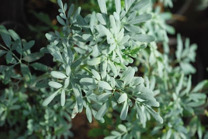 La ruda, por sus hojas aromáticas, repele plagas de la huerta.