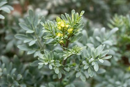 La ruda tiene grandes beneficios para la salud y también para la purificación del ambiente