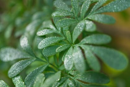 La ruda tiene un significado especial, ya que se cree, puede combatir la mala energía y la envidia que invade al hogar