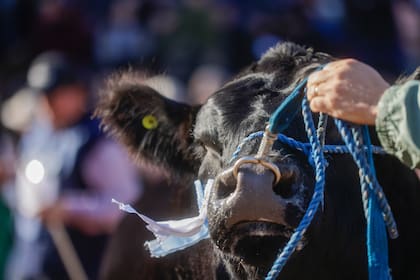 La rural. Premio gran macho Angus.