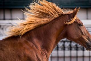 Nuestros Caballos: cuánto cuesta la entrada, dónde se hace y qué atractivos tiene