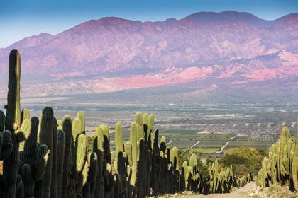 La ruta del vino en Salta lleva por los Valles Calchaquíes