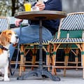 Estos son los barrios “pet friendly”, donde vivir con una mascota es más fácil