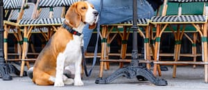 Estos son los barrios “pet friendly”, donde vivir con una mascota es más fácil