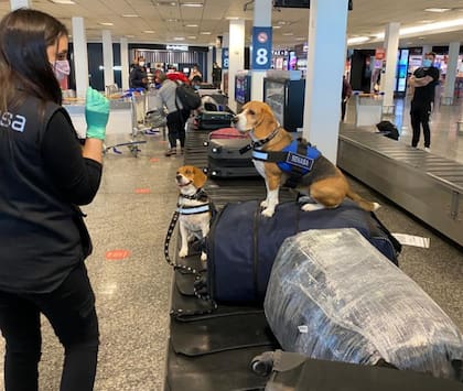 La  rutina de los perros de la Brigada Canina del organismo sanitario es compleja. De a pares, cada perro trabaja dos horas seguidas y luego tiene un momento de descanso de tres horas. Recién después de ese relax, están en condiciones de brindar otras dos horas de servicio