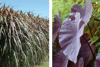 La Saccharum officinarum cv. rubrum es una caña de azúcar morada, muy utilizada como ornamental. Rizomatosa, rorma matas erectas, robustas, de cañas gruesas color púrpura.